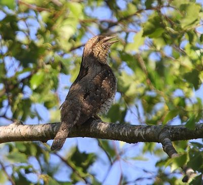 Draaihals - Eurasian Wryneck