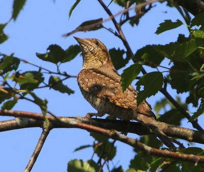 Draaihals - Eurasian Wryneck