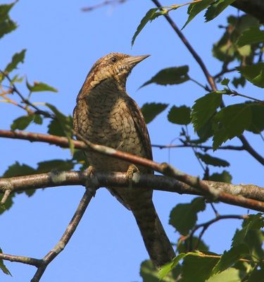 Draaihals - Eurasian Wryneck