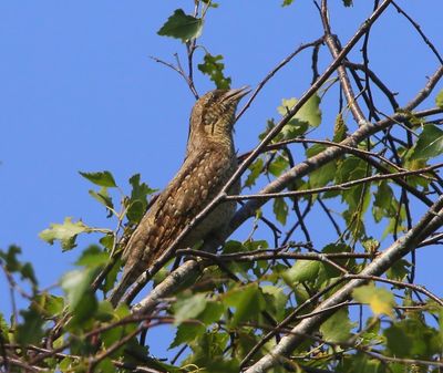 Draaihals - Eurasian Wryneck