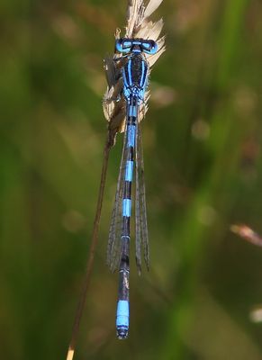 Gaffelwaterjuffer - Dainty Damselfly