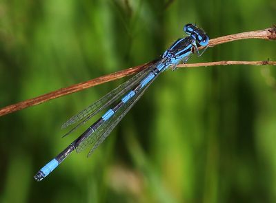 Gaffelwaterjuffer - Dainty Damselfly