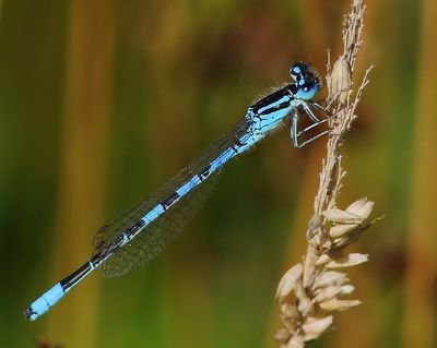 Gaffelwaterjuffer - Dainty Damselfly