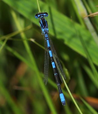 Gaffelwaterjuffer - Dainty Damselfly