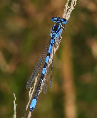 Gaffelwaterjuffer - Dainty Damselfly