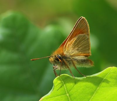 Geelsprietdikkopje - Small Skipper