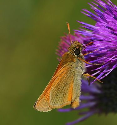 Geelsprietdikkopje - Small Skipper