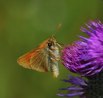 Geelsprietdikkopje - Small Skipper
