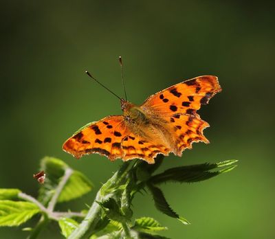 Gehakkelde Aurelia - Comma Butterfly
