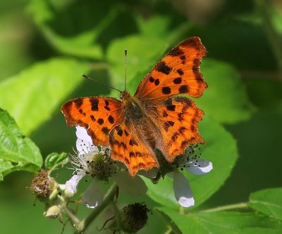Gehakkelde Aurelia - Comma Butterfly