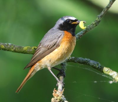 Gekraagde Roodstaart - Common Redstart