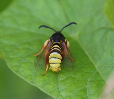 Gekraagde Wespvlinder - Lunar Hornet Moth