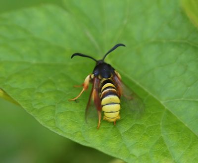 Gekraagde Wespvlinder - Lunar Hornet Moth