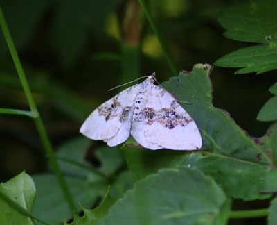Geoogde Bandspanner - Silver-ground Carpet