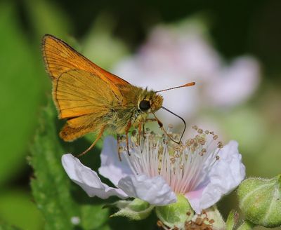Groot Dikkopje - Large Skipper