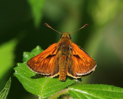 Groot Dikkopje - Large Skipper