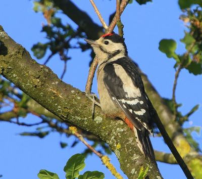 Grote Bonte Specht - Great Spotted Woodpecker