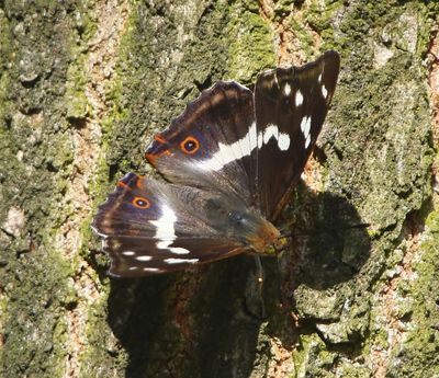 Grote Weerschijnvlinder - Purple Emperor