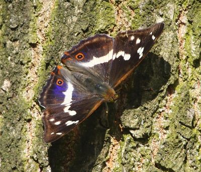 Grote Weerschijnvlinder - Purple Emperor