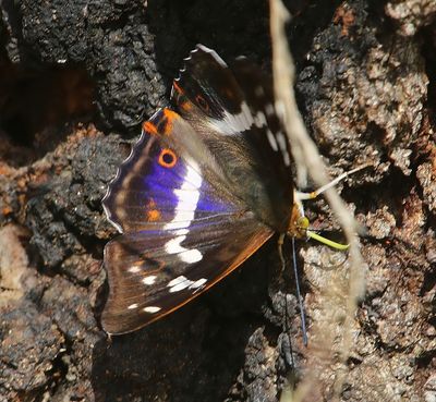 Grote Weerschijnvlinder - Purple Emperor