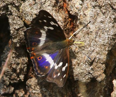 Grote Weerschijnvlinder - Purple Emperor