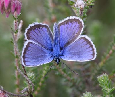 Heideblauwtje - Silver-studded Blue