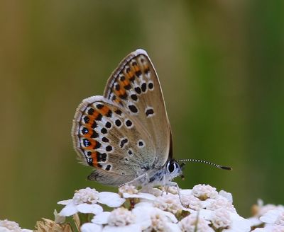 Heideblauwtje - Silver-studded Blue