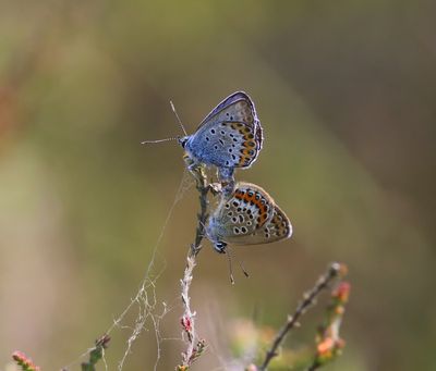 Heideblauwtjes - Silver-studded Blues