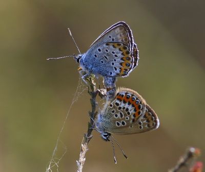 Heideblauwtjes - Silver-studded Blues