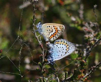 Heideblauwtjes - Silver-studded Blues