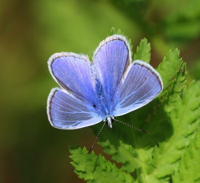 Icarusblauwtje - Common Blue