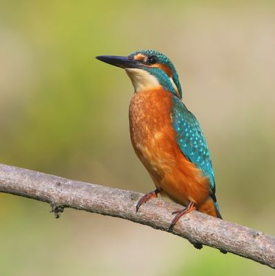 IJsvogel - Common Kingfisher