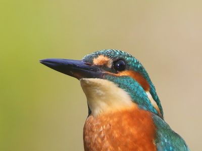 IJsvogel - Common Kingfisher