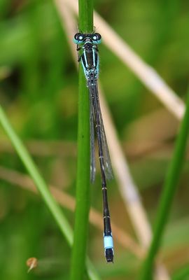 Lantaarntje - Blue-tailed Damselfly