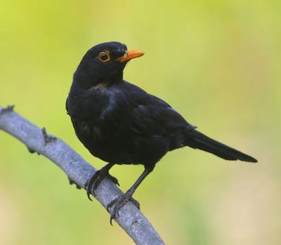 Merel - Common Blackbird