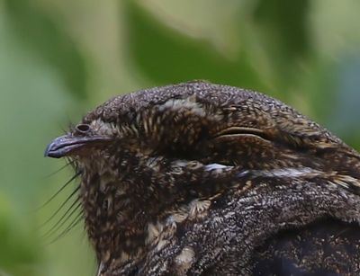 Nachtzwaluw - European Nightjar