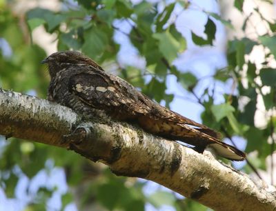 Nachtzwaluw - European Nightjar