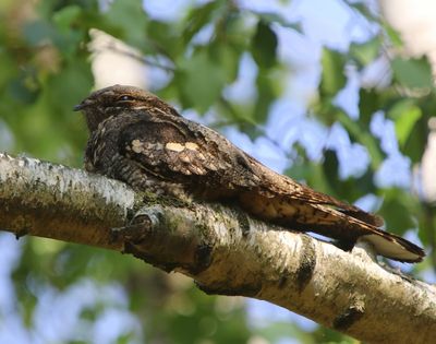 Nachtzwaluw - European Nightjar