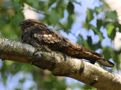 Nachtzwaluw - European Nightjar