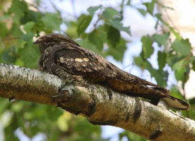 Nachtzwaluw - European Nightjar