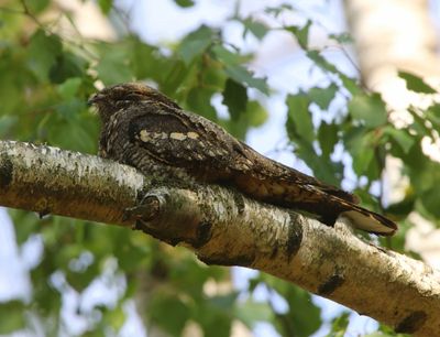 Nachtzwaluw - European Nightjar