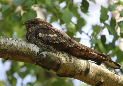 Nachtzwaluw - European Nightjar