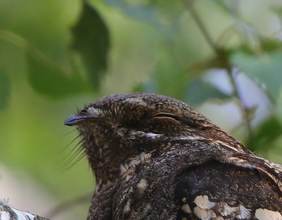 Nachtzwaluw - European Nightjar