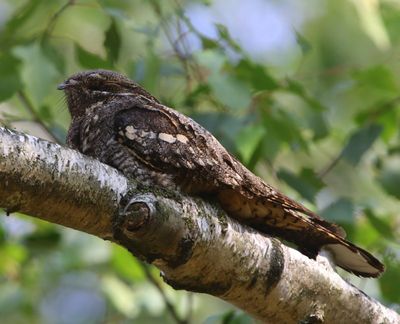 Nachtzwaluw - European Nightjar