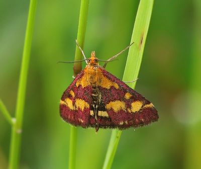 Purpermot - Common Purple & Gold