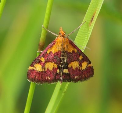 Purpermot - Common Purple & Gold