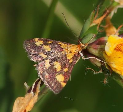 Purpermot - Common Purple & Gold