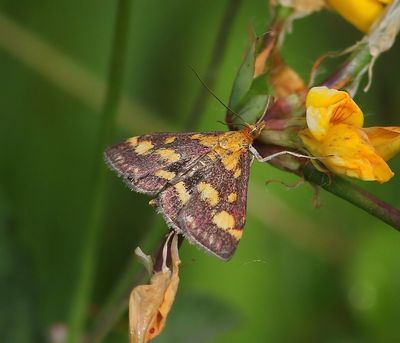 Purpermot - Common Purple & Gold