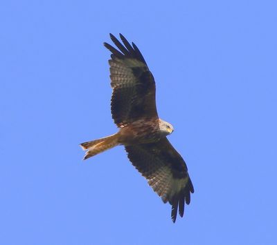 Rode Wouw - Red Kite