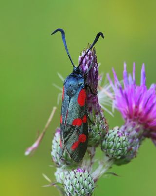 Sint-jansvlinder - Six-spot Burnet